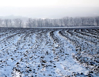 Ранній сніг змушує призупиняти сівбу озимих в Україні